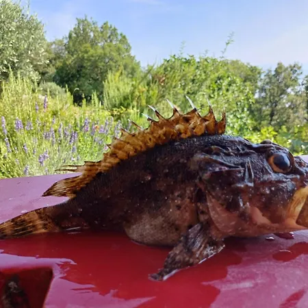 Romantisches Steinhaus Flora In Filipasi * Mošćenička Draga