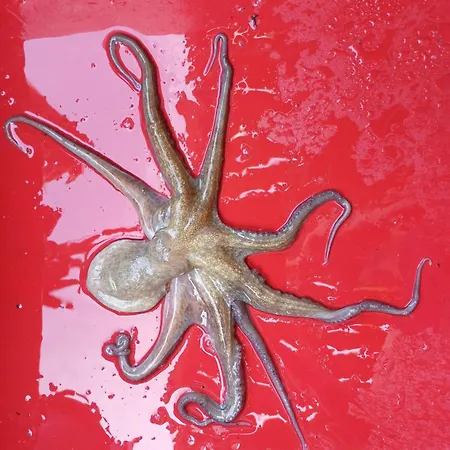 Romantisches Steinhaus Flora In Filipasi בית נופש *